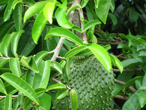 Dried (Dehydrated) Soursop Leaves - Soursop/Guanabana/Graviola/Annona