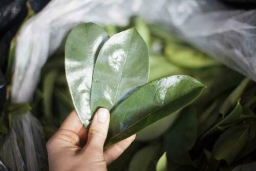 Dried (Dehydrated) Soursop Leaves - Soursop/Guanabana/Graviola/Annona