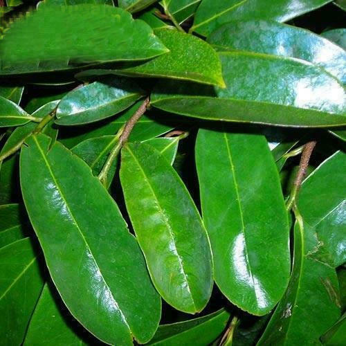 Dried (Dehydrated) Soursop Leaves - Soursop/Guanabana/Graviola/Annona